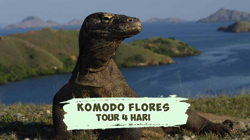 Komodo Flores Tour 4 Hari