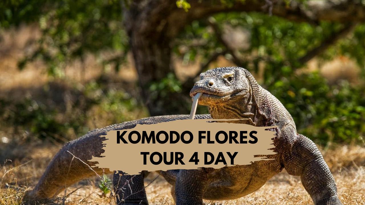 Komodo Flores Tour 4 Day